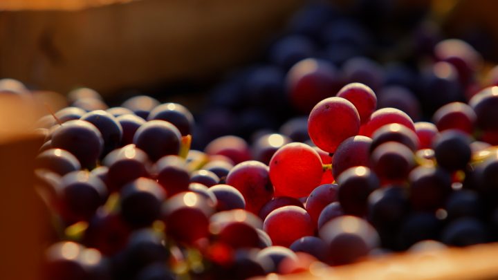 Amarone, Recioto, Valpolicella, Ripasso a spol. – region Valpolicella nabízí rozmanitá vína