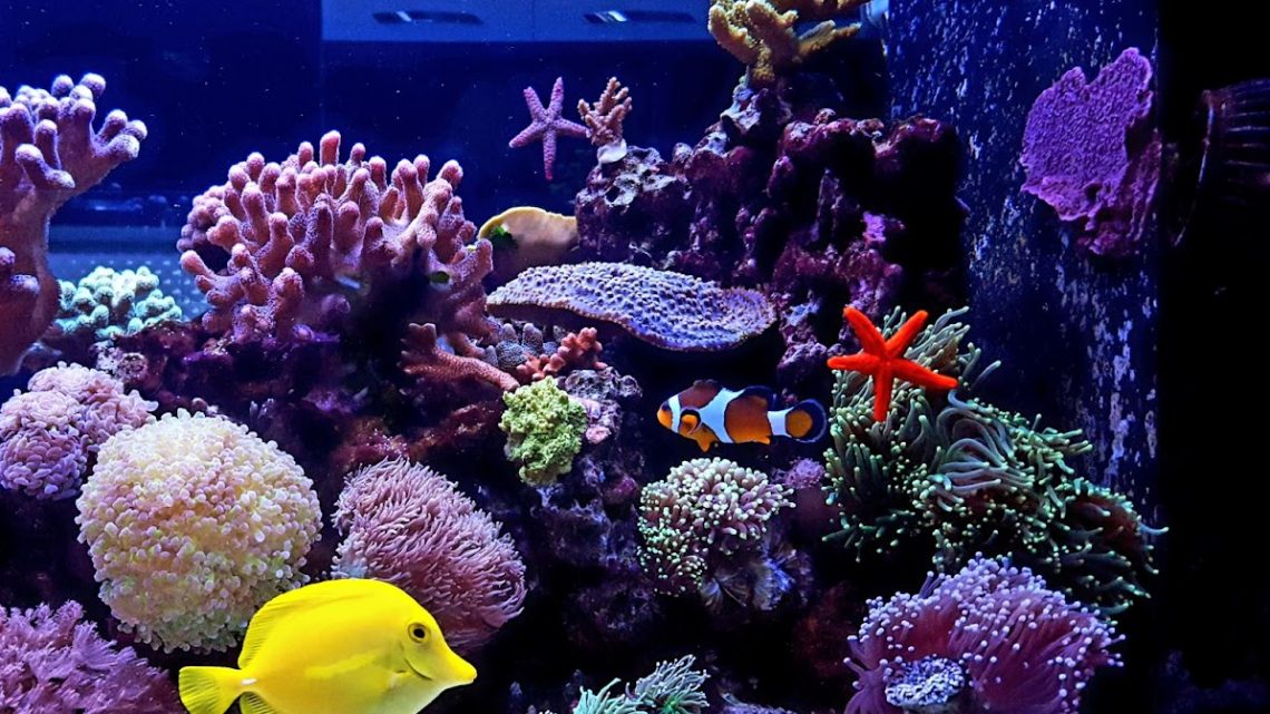Domácí mořské akvárium: Kousek oceánu ve vašem bytě