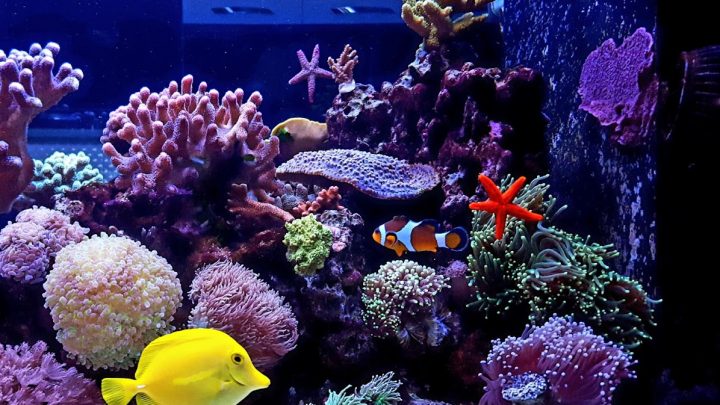 Domácí mořské akvárium: Kousek oceánu ve vašem bytě
