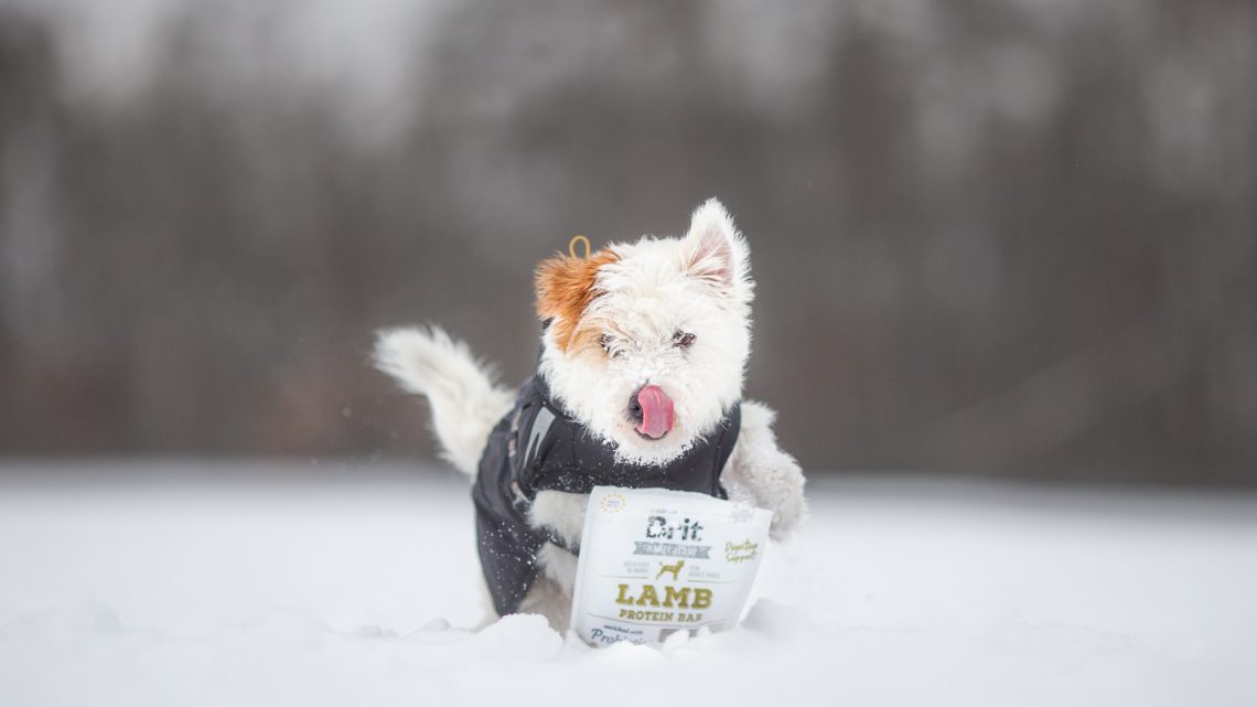 Zima se psím parťákem: Jak zajistit, aby procházky nebyly trápení, ale radost?