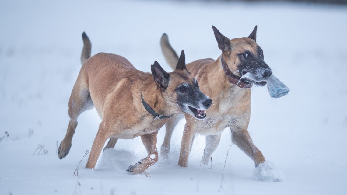 Zimní radovánky se psy krásně pročistí hlavu